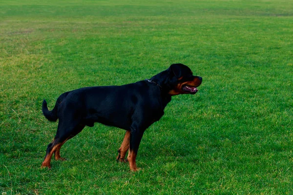 Dog Breed Rottweiler Park Green Grass — Stock Photo, Image