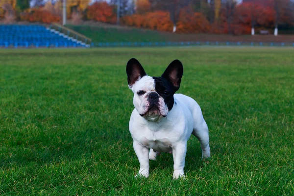 Hunderasse Französische Bulldogge Steht Auf Grünem Gras — Stockfoto