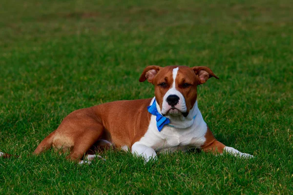 Raça Cão Staffordshire Terrier Deitado Grama Verde — Fotografia de Stock
