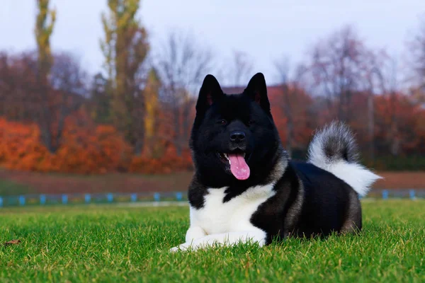 Chien Race Américaine Akita Est Couché Sur Herbe Verte — Photo