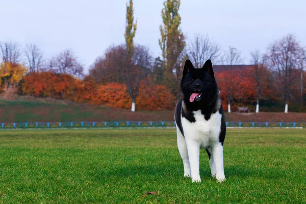 Порода Собак American Akita Стоит Зеленой Траве — стоковое фото