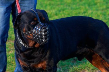 Rottweiler yakın çekim içinde muzzled köpek doğurmak