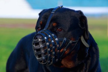 Rottweiler yakın çekim içinde muzzled köpek doğurmak