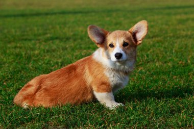 Genç köpek yavrusu doğurmak Galce Corgi yeşil çimenlerin üzerinde oturan Pembroke