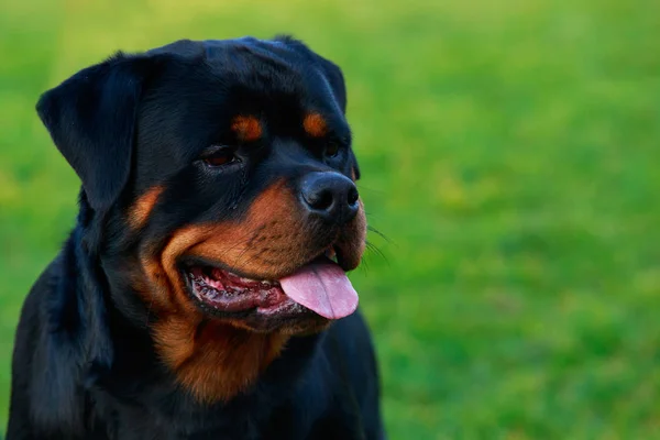 Portrait Dog Breed Rottweiler Close — Stock Photo, Image