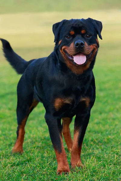 Pies Rasy Rottweiler Parku Zielonej Trawie — Zdjęcie stockowe