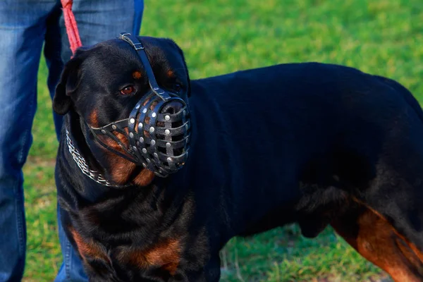 Raça Cão Rottweiler Fechar Abafado — Fotografia de Stock