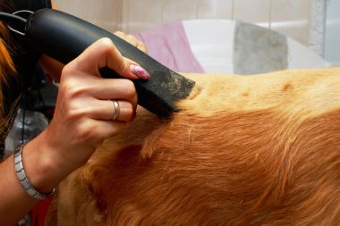 Bir köpek yavru horoz İspanyol saç bakım