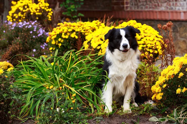 Dog Border Collie Sitting Garden — Stock Photo, Image
