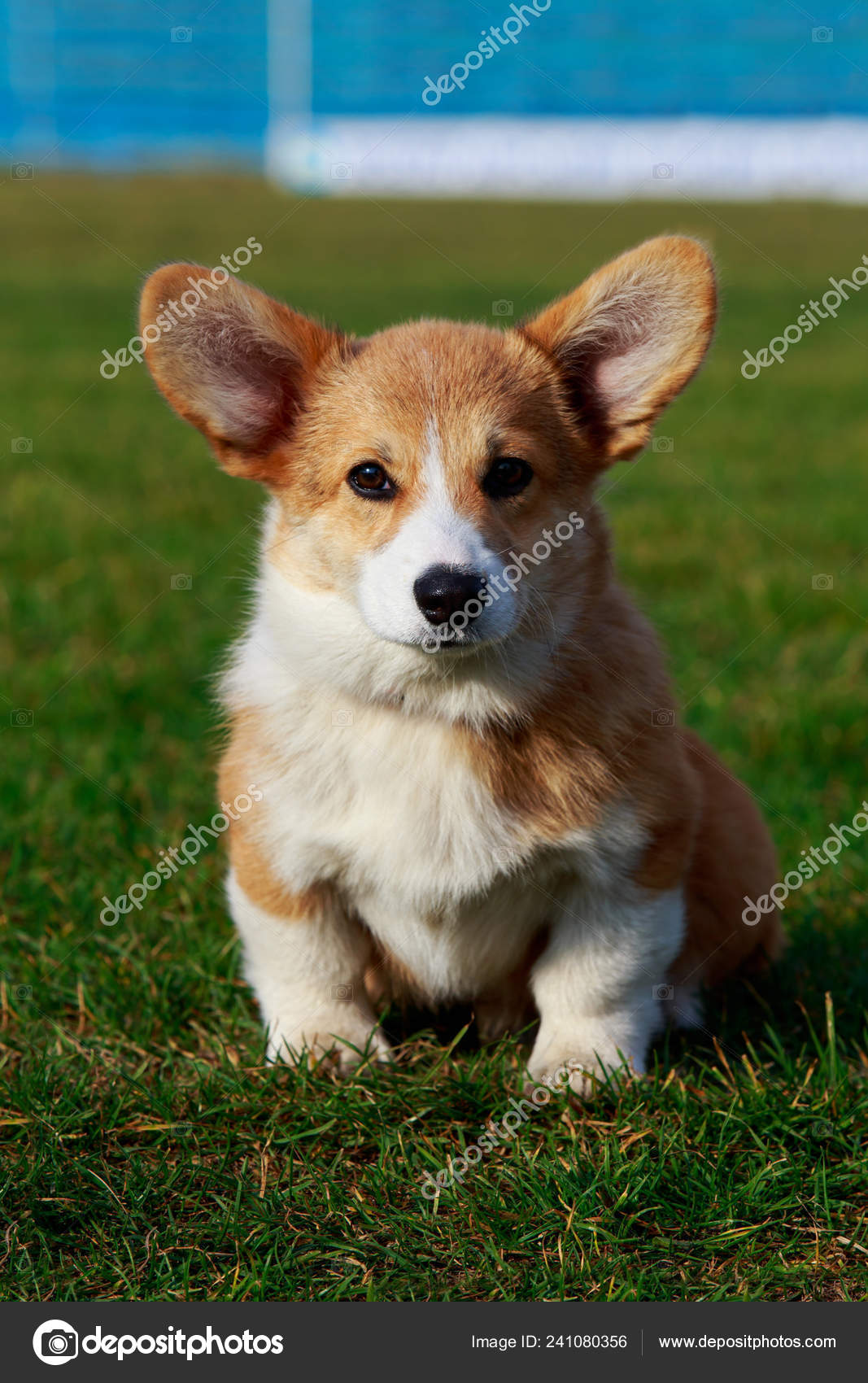 Young corgi hotsell