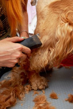 Bir köpek yavru horoz İspanyol saç bakım