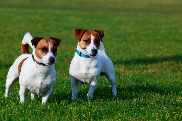 Dos Perros Raza Jack Russell Terrier Está Pie Sobre Una — Foto de Stock