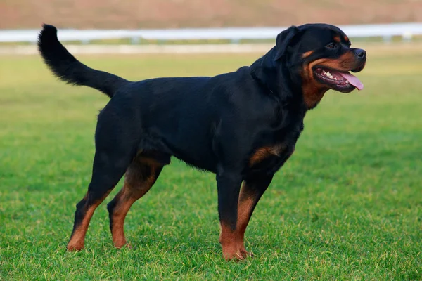 狗养殖 Rottweiler 在公园在绿草 — 图库照片