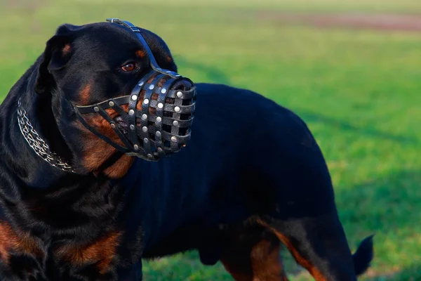 Dog breed Rottweiler close up in muzzled