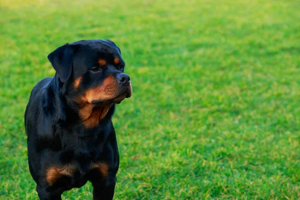 Portre Bir Köpek Doğurmak Rottweiler Yakın Çekim — Stok fotoğraf