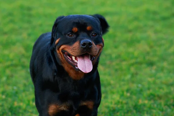 Retrato Uma Raça Cão Rottweiler Perto — Fotografia de Stock