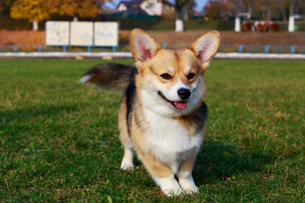 Little Young Puppy Breed Welsh Corgi Pembroke Standing Green Grass — Stock Photo, Image