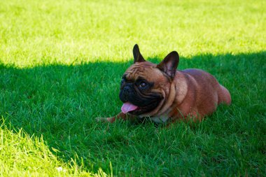Yeşil çimenlerin üzerinde köpek doğurmak Fransız buldozer