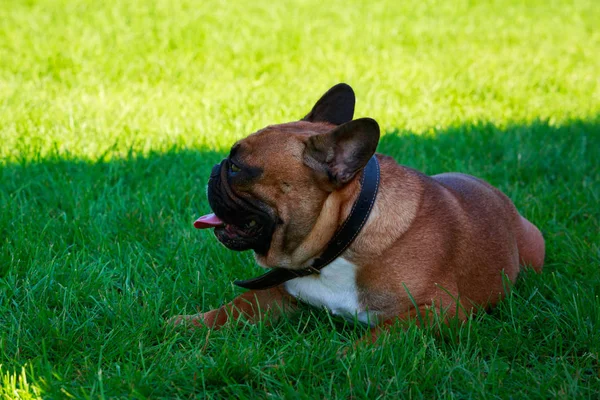 Raça Cão Bulldog Francês Grama Verde — Fotografia de Stock