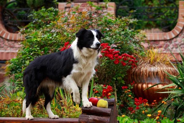 Dog Breed Border Collie Standing Bench Garden — Stock Photo, Image