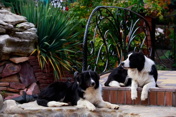 两只养牛科地的狗在花园里 — 图库照片