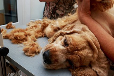 Bir köpek yavru horoz İspanyol saç bakım