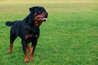 Köpek doğurmak Rottweiler Park yeşil çimenlerin üzerinde