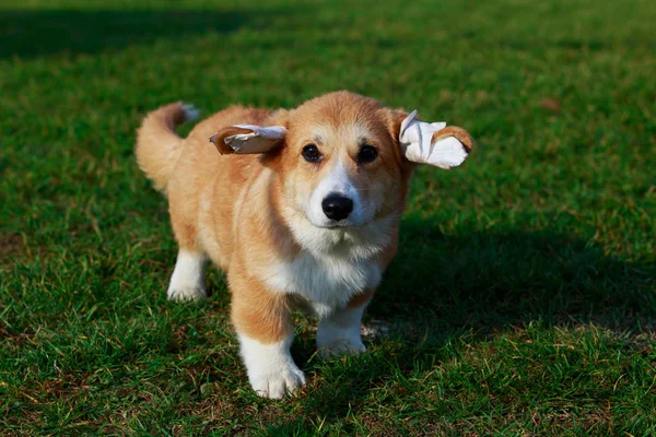 Petit Chiot Jeune Race Galloise Corgi Pembroke Debout Sur Herbe — Photo