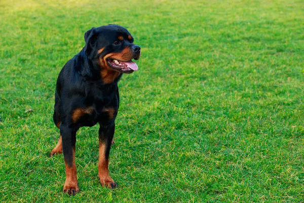 狗养殖 Rottweiler 在公园在绿草 — 图库照片
