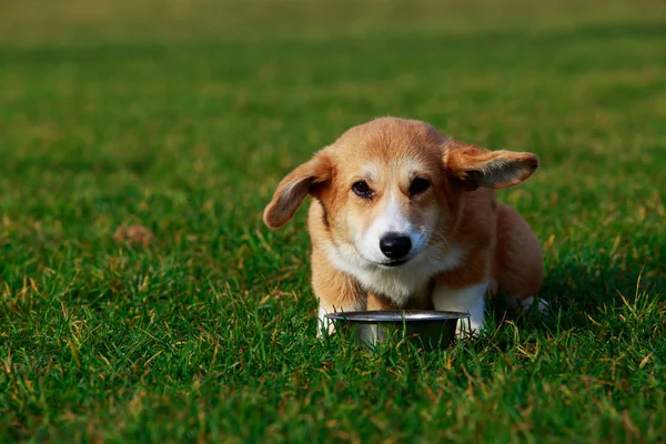 Pequeno Filhote Cachorro Raça Galês Corgi Pembroke Sentado Grama Verde — Fotografia de Stock