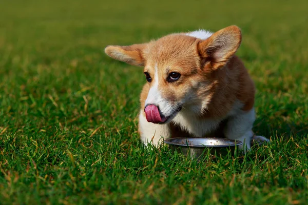 小狗繁殖威尔士科尔吉彭布罗克坐在绿草上吃 — 图库照片