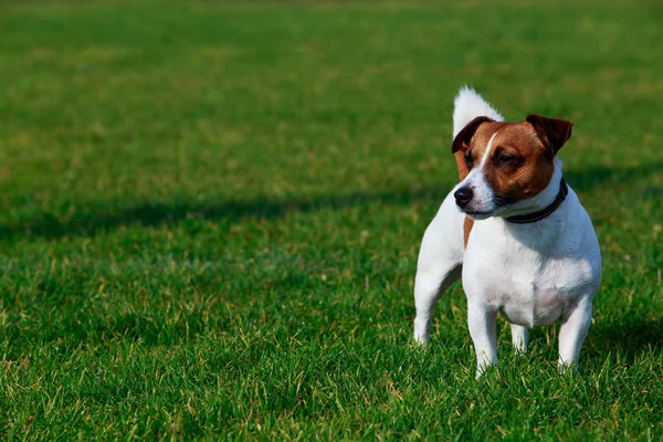 Pies Rasy Jack Russell Terrier Jest Stojący Zielonej Trawie — Zdjęcie stockowe