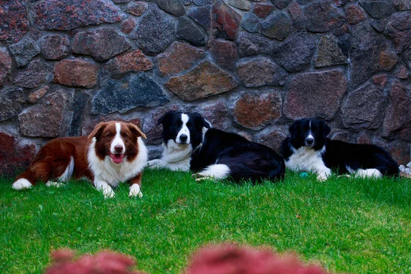 Três Cães Raça Border Collie Jardim Grama Verde — Fotografia de Stock