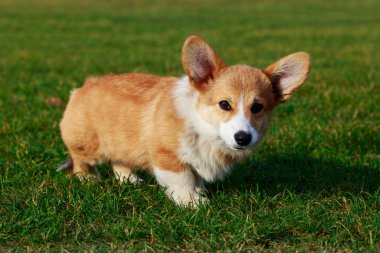 Genç köpek yavrusu doğurmak Galce Corgi Pembroke ayakta yeşil çimenlerin üzerinde