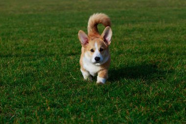 Küçük genç köpek yavrusu doğurmak Galce Corgi Pembroke yeşil çimenlerin üzerinde