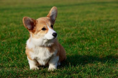 Genç köpek yavrusu doğurmak Galce Corgi yeşil çimenlerin üzerinde oturan Pembroke
