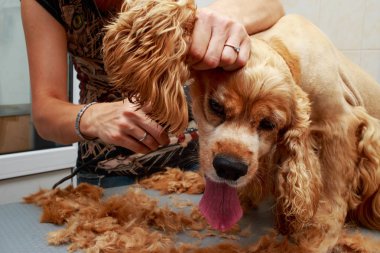 Bir köpek yavru horoz İspanyol saç bakım