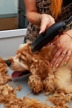 Bir köpek yavru horoz İspanyol saç bakım