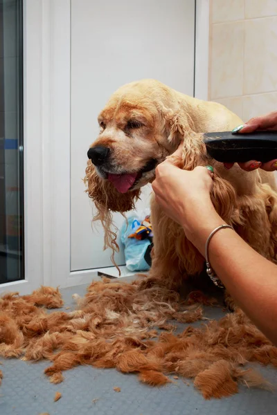 Zastřihování Vlasů Pes Kokršpaněl — Stock fotografie