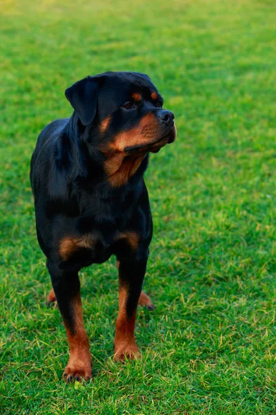 Pies Rasy Rottweiler Parku Zielonej Trawie — Zdjęcie stockowe