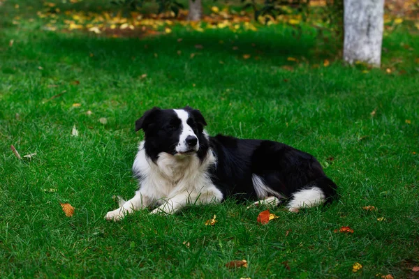 Hunderasse Border Collie Legt Sich Auf Grünes Gras — Stockfoto