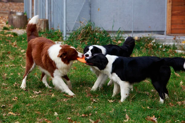 Three Dogs Breed Border Collie Playing Frisby Garden Stock Image