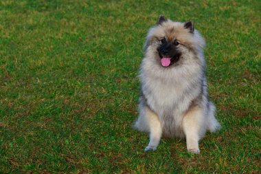 Yeşil çimenlerin üzerinde oturan köpek doğurmak keeshond
