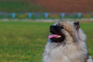 Keeshond doğurmak köpek portresi yakın çekim yeşil çim zemin üzerine