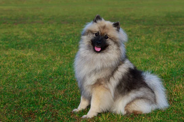 Race Chien Keeshond Assis Sur Herbe Verte — Photo