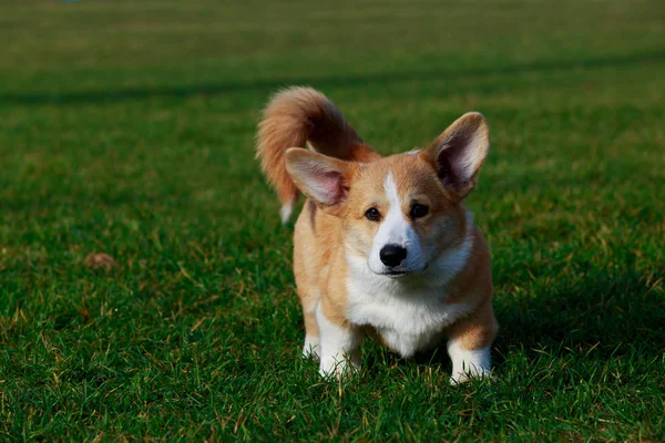 Pequena Raça Filhote Cachorro Galês Corgi Pembroke Grama Verde — Fotografia de Stock