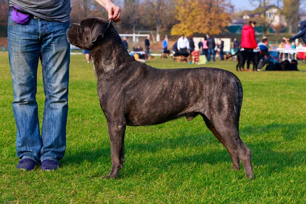 Razza Cane Italiano Cane Corso Sorge Sull Erba Verde Del — Foto Stock