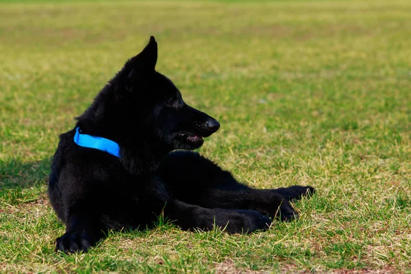 Pequeño Cachorro Raza Pastor Alemán Yace Hierba Verde Parque — Foto de Stock