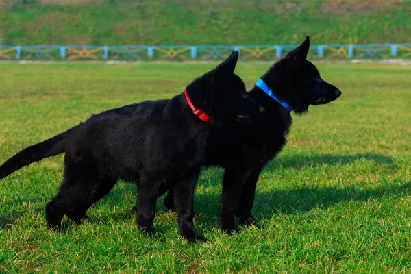 Dos Cachorritos Raza Pastor Alemán Encuentra Hierba Verde Parque — Foto de Stock