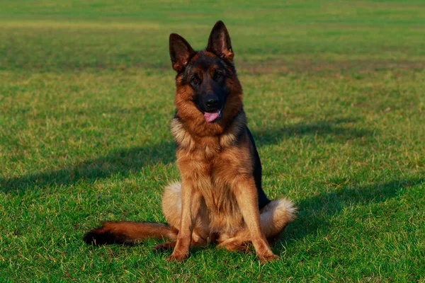 Raça Cão Pastor Alemão Está Sentado Uma Grama Verde Parque — Fotografia de Stock